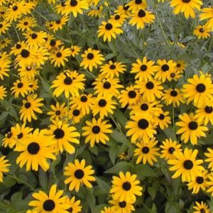 50 Pacotinhos de Sementes De Margarida Amarela Para Brinde