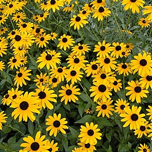50 Pacotinhos de Sementes De Margarida Amarela Para Brinde
