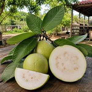 Goiaba Branca Psidium guajava: 50 Sementes
