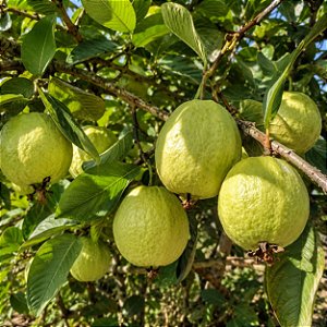 Goiaba Branca Psidium guajava: 100 Sementes