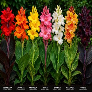 Cana da Índia - Canna Indica Sortida - 50 Sementes