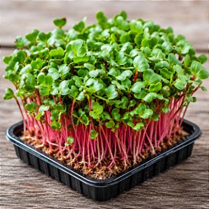 Microverdes Rabanete Cometa: 500 Sementes