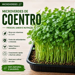 Microverdes Coentro Maya: 500 Sementes
