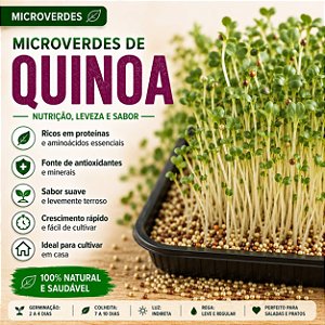 Microverdes Quinoa (Kinoa): 500 Sementes