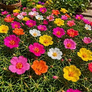 Onze Horas Singela Sortida - Portulaca grandiflora - 100 Sementes
