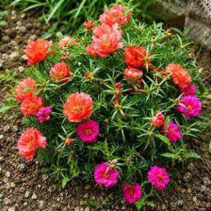 Onze Horas Dobrada Sortida - Portulaca grandiflora - 2000 Sementes