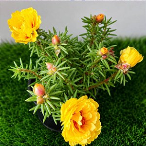 Onze Horas Dobrada Amarela - Portulaca grandiflora - 100 Sementes