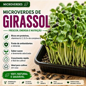 Microverdes Girassol: 100 Sementes