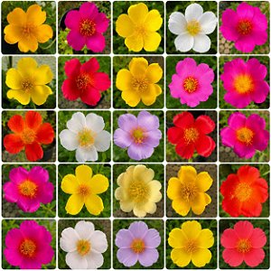 Flor Terezinha Sortida - Portulaca grandiflora - 100 Sementes