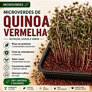 Microverdes Quinoa (Kinoa) Vermelha: 500 Sementes