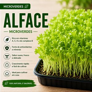 Microverdes Alface: 500 Sementes