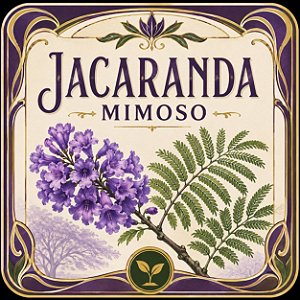 Jacarandá Azul Mimoso - Jacaranda mimosifolia Bignoniaceae: 5 Sementes