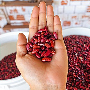 Sementes de Feijão Vermelho - 50 Sementes
