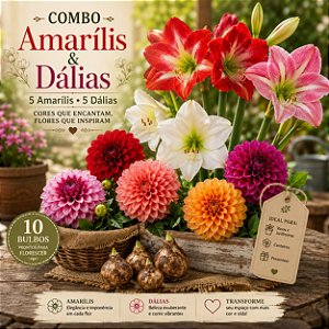 Kit 5 Amarilis e 5 Dália - Bulbos