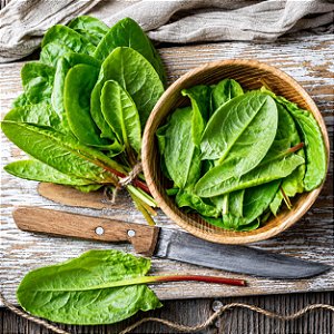 Azedinha (Vinagreira) - Large Leaf Sorrel: 500 Sementes