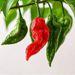 Bhut Jolokia: 20 Sementes (Pimenta Nuclear)