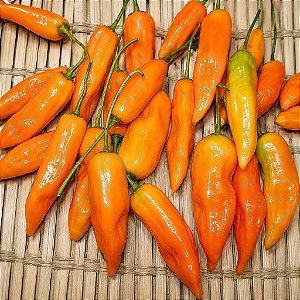 Pimenta Aji Amarela: 20 Sementes