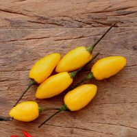 Pimenta Fidalga: 10 Sementes