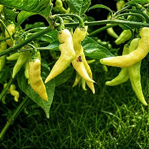 Pimenta Murupi: 10 Sementes