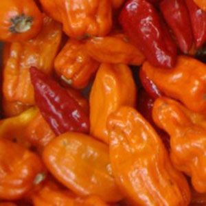 Pimenta Murupi da Amazônia: 20 sementes