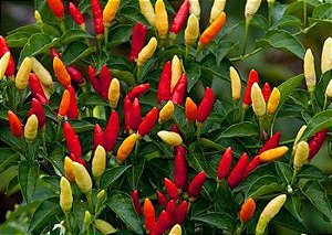 Pimenta Tabasco: 20 Sementes