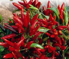 Pimenta Vulcão: 20 Sementes