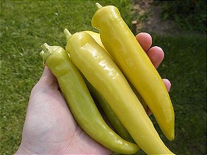 Pimenta Banana Pepper: 20 Sementes