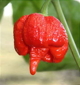 Pimenta Trinidad Scorpion: 10 Sementes (Pimenta Nuclear)