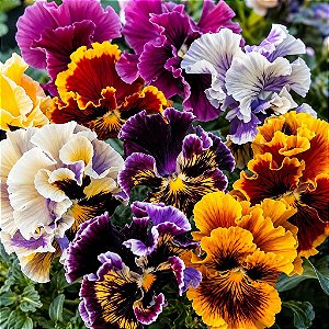 Amor Perfeito Crespo Sortido - Viola tricolor: 15 Sementes
