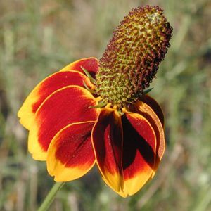 Chapéu Mexicano - Ratibida columnifera - 20 Sementes