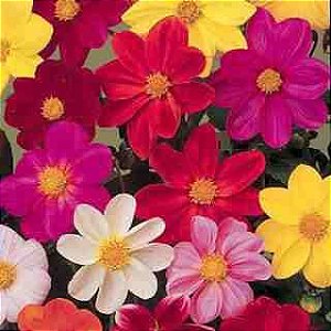 Dália Singela Sortida - Dahlia pinnata - 15 Sementes