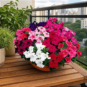 Petúnia Híbrida Sortida - Petunia hybrida multiflora - 50 Sementes