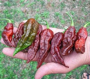 Bhut Jolokia Chocolate: 10 Sementes (Pimenta Nuclear)