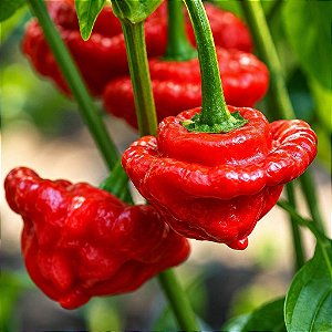 Pimenta Jamaican Red: 20 Sementes