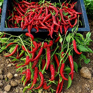 Pimenta Long Cayenna ORGÂNICO: 40 Sementes