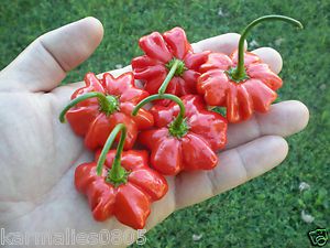 Pimenta Pitanga (Brazilian Starfish): 20 Sementes