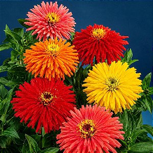 Zinnia Cactos Sortido: 15 Sementes (Zinia)