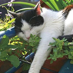 Erva dos Gatos (Catnip) ORGÂNICO: 20 Sementes