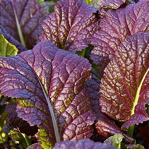 Mostarda Roxa ORGÂNICO: 50 Sementes