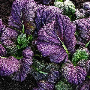 Mostarda Roxa ORGÂNICO: 50 Sementes