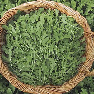 Rúcula ORGÂNICO: 50 Sementes