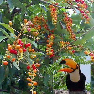 Papagaio - Aegiphila sellowiana - 10 Sementes