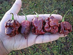 Trinidad Scorpion Chocolate: 10 Sementes