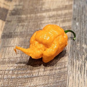 Carolina Reaper Peach (Pêssego): 5 Sementes