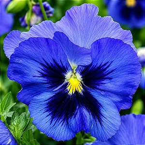 Amor Perfeito Azul Gigante Suíço: 15 Sementes