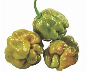 Trinidad Scorpion Oliva - 10 Sementes