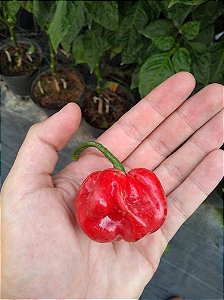 Pimenta Moruga Red - 10 Sementes