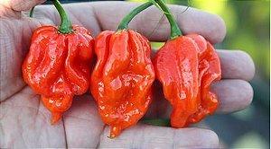 Pimenta Naga Morich: 10 Sementes