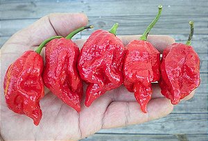 Pimenta 7 Pot Barrackpore - 10 Sementes - Raridade!