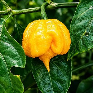 Carolina Reaper Amarela: 10 Sementes - Raridade!
